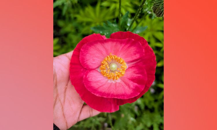 Hand holding a bright pink flower fully bloomed with a yellow center on a red ombre background
