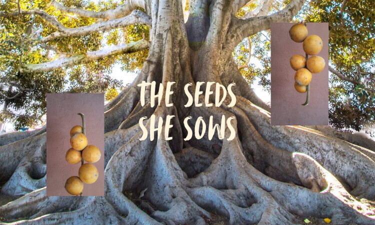 photo of the roots of a tall tree stretched out above ground, light filtering through green leaves, photos of small, round orange fruit called udara, text: "The Seeds She Sows"