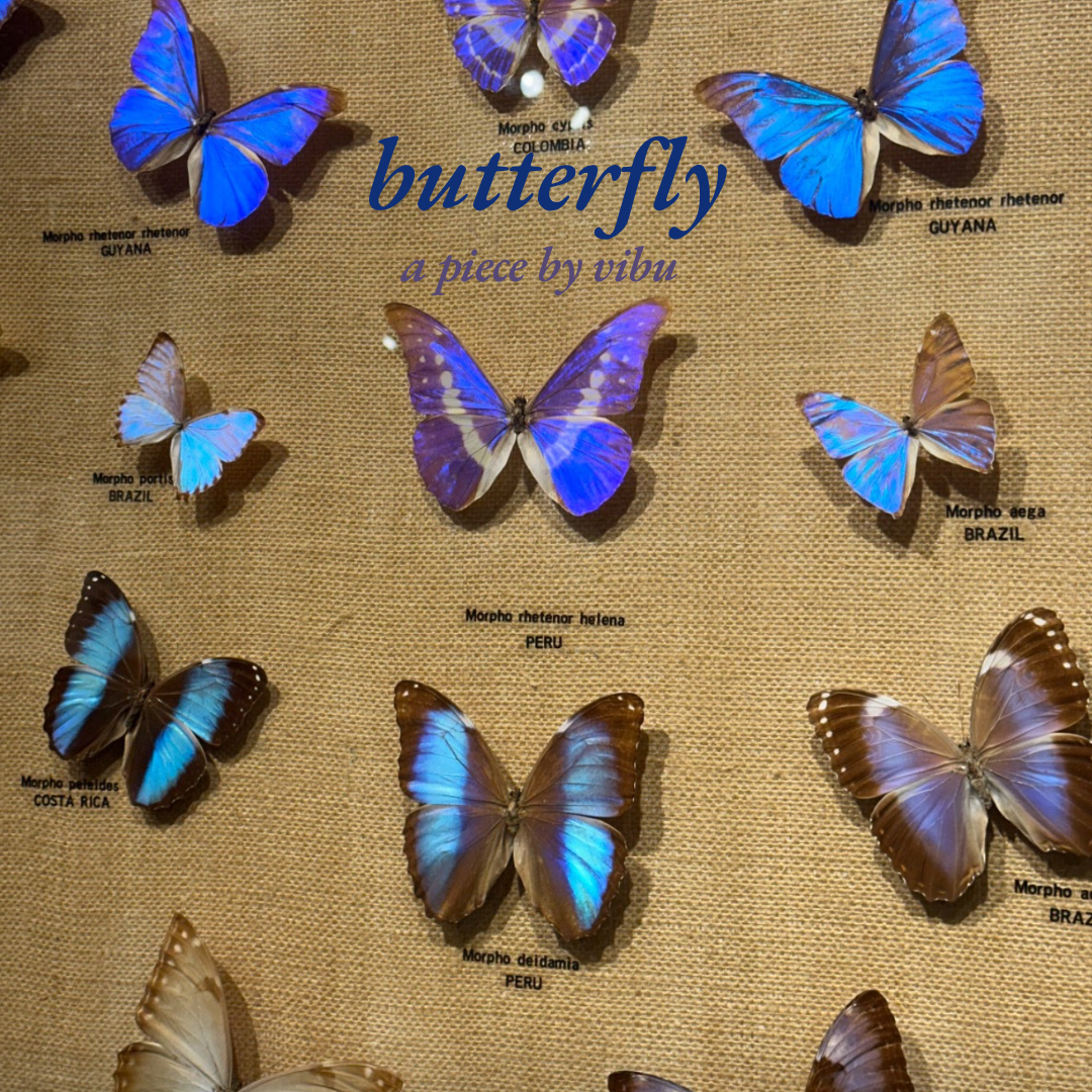 butterfly